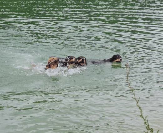 baignade chien garde