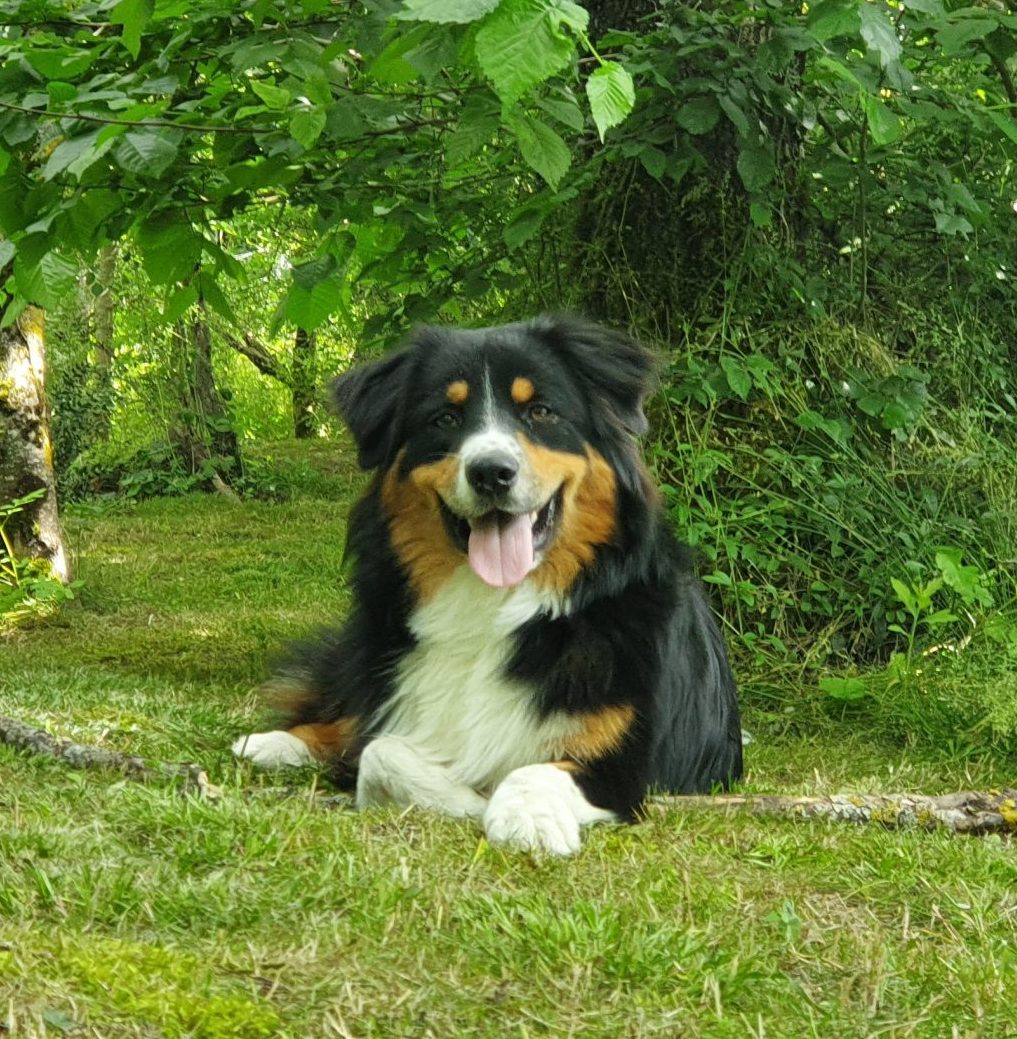 contact pension canine haute garonne
