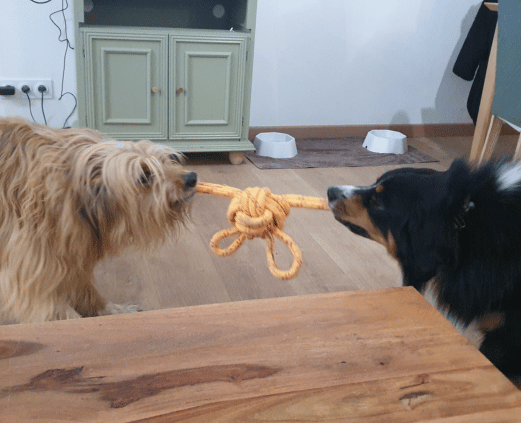 garde chien à la journée 31