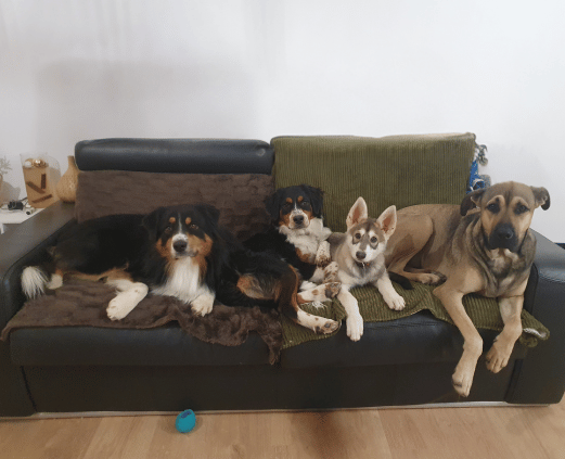 garde chien comme à la maison