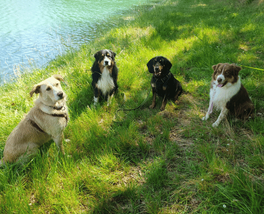 garde chien à la journée 31