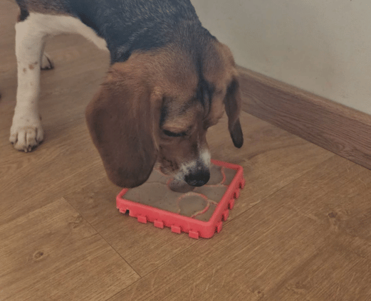 activité garde chien 31