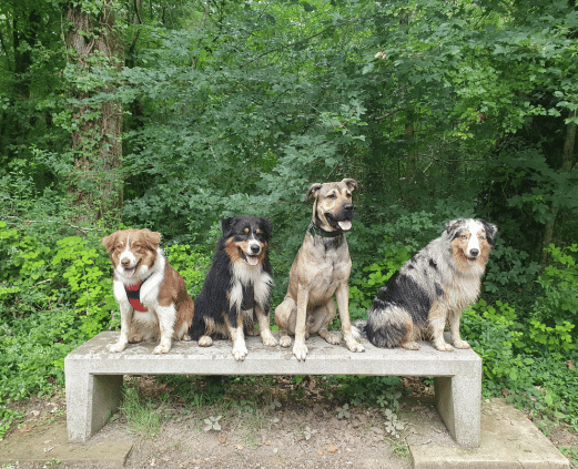 chien éducation en pension 31