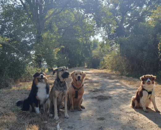 pension chien garde 31