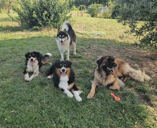 garde de chien familiale