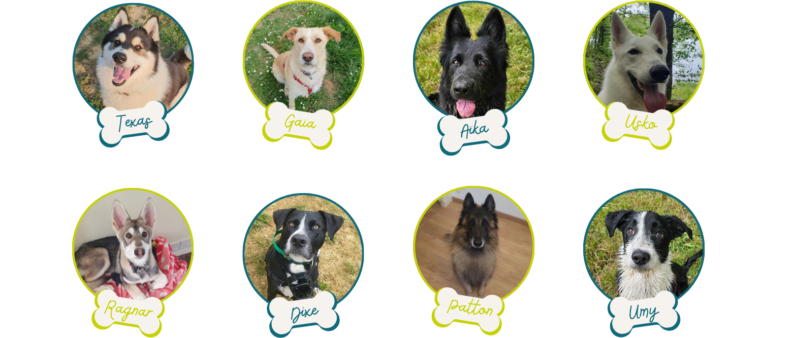 garde de chien haute-garonne