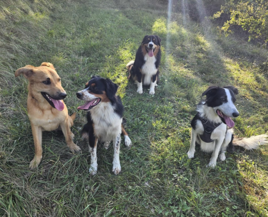 balade garderie chien 31