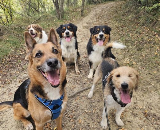 balade pension canine en pleine nature