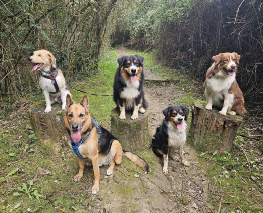jeu nature chien