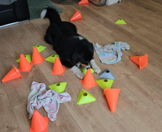 jeu de dépense mentale chien garderie