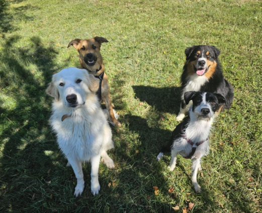 Photo de classe chien colo